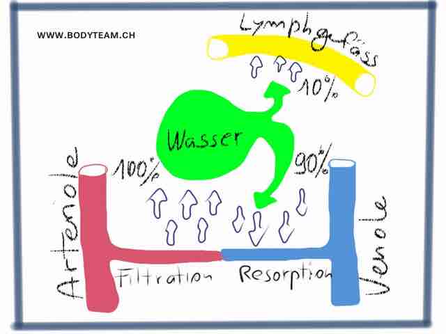 Ödematöse Cellulite: Wie kommt es zu Wasserretention im Gewebe?
